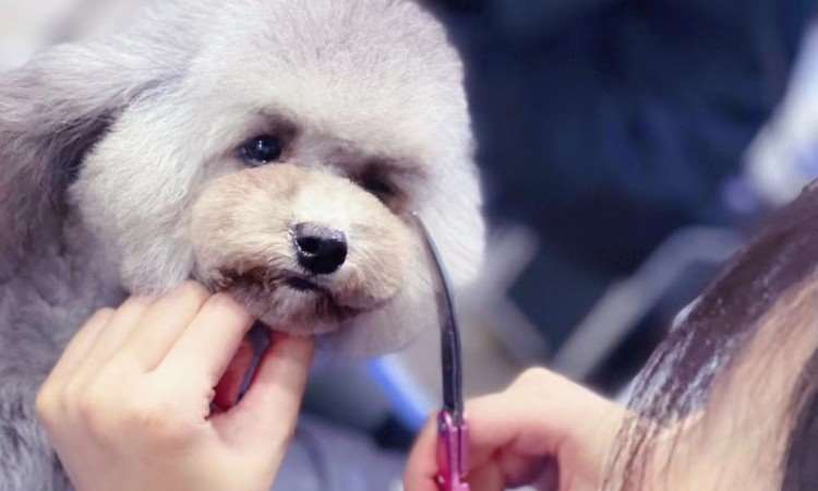 上海c级宠物美容师课程